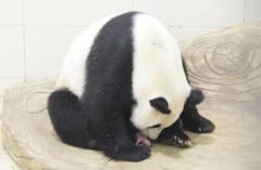 中国パンダ保護研究センターで今年初の赤ちゃんパンダ誕生―四川省のイメージ画像
