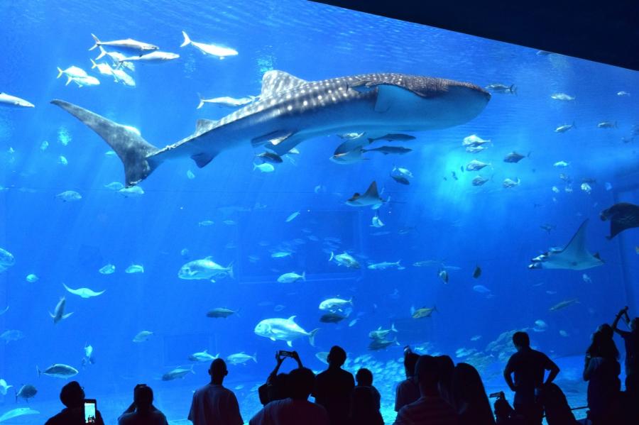 美ら海水族館のイメージ画像