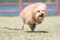 「犬型台風」発生？ 芝生を駆けるワンコの“奇跡の一枚”が話題に
