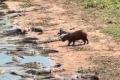 カピバラがワニの多くいる岸辺に現れ..