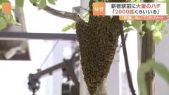 JR新宿駅前の歩道でハチが大量発生 歩道も一部規制 新宿区の担当者「見かけても刺激しないで」のイメージ画像