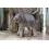上野公園で誕生したタイ小象の「名前」投票スタート(126)