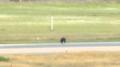 クマが滑走路走る クマ出没の山形空港 午後2時まで滑走路閉鎖に