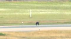 クマが滑走路走る クマ出没の山形空港 午後2時まで滑走路閉鎖に