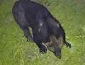【ヒグマ速報】ついに駆除－18日午前3時30分ごろ福島町月崎地区の住宅街でハンターが銃で駆除…午前2時ごろ体長1～2mほどのクマの目撃通報〈三岳地区で新聞配達員の男性が襲われ死亡〉同一個体か？北海道