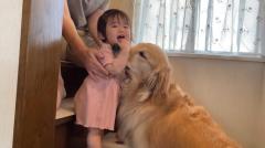 愛犬の優しさに涙腺崩壊！一歳児のお昼寝を見守るゴールデンレトリバーの深い愛情のイメージ画像