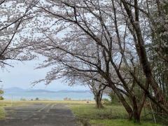 海が見える宇部市の桜並木