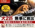 猛暑の車内に犬2匹、タイ東北コラートの市場で救出
