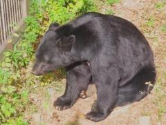 「あぁ、掛かってしまったか」 わなで捕らえたクマ、果樹農家「ごめんね」葛藤…現場で手を合わせた理由 山形県のイメージ画像
