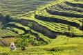 雲南省に春茶の収穫シーズンが間もな..