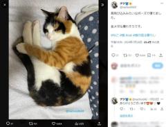 高飛び込みの姿勢で寝る猫可愛さが金メダル級！