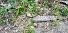 ハブが「うり坊」を丸のみ 専門家、相当つらかったはず… 加計呂麻島 鹿児島のイメージ画像
