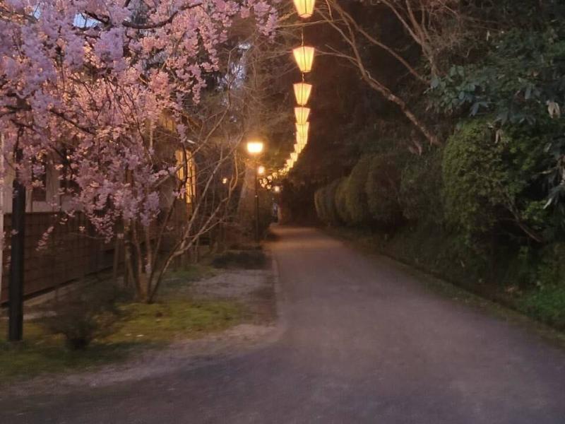 打吹公園の桜のイメージ画像