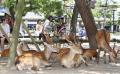 奈良公園で鹿との触れ合い、無防備な..