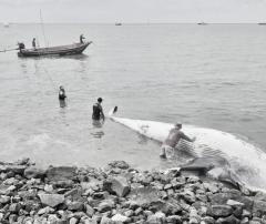 バンプー海岸でニタリクジラの死骸が発見、保護動物として調査進む