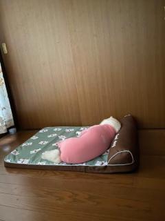 「まだ寝かせてほしいワン……」お疲れワンコの朝のひとコマに共感集まる