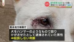 犬をハンマーで殴った男 不起訴に 「回答を差し控える」検察は不起訴処分の理由を明かさず 熊本県荒尾市のイメージ画像