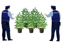 「大麻を吸ってみたかった。興味本位だった」“違法薬物”譲り受けたとして書類送検された北海道警察の現職警察官2人が話した動機 4月24日付で懲戒免職処分のイメージ画像