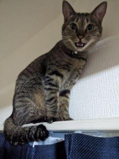 寒さ対策でベストポジションを確保した猫ちゃんここがあったかいんだニャ～