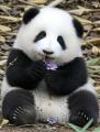 大人気パンダを置き去りにした飼育員..