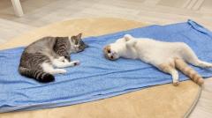 冷感シーツに猫が大喜び！？とろけるように寝ころぶ猫たちが可愛い