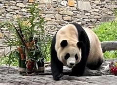 パンダの歩き方、「内股」になるのはなぜ？―中国メディアのイメージ画像