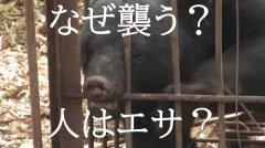 【警戒】夏はクマにとって「特別な時期」だった 攻撃する理由は？人はエサなのか？今後の国の対策と課題は？ 多角的に熊について考える時か…自治体・大学など専門家の意見は