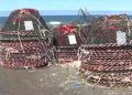 海底から不審な「カニかご」71個…外..