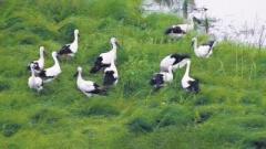 湖南省で「鳥類の国宝」コウノトリの繁殖を初確認―中国のイメージ画像