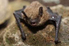 中国の科学者が、コウモリの腎臓から多数の新たなウイルスを発見のイメージ画像