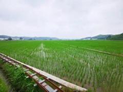 全国の種籾10粒のうち1粒以上は福建省建寧産―中国のイメージ画像