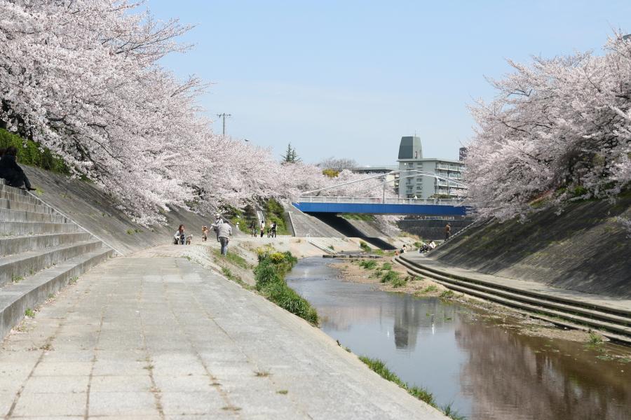 名古屋市瑞穂区の山崎川の桜のイメージ画像