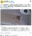 【北海道】ネズミ異常発生！道南の街..