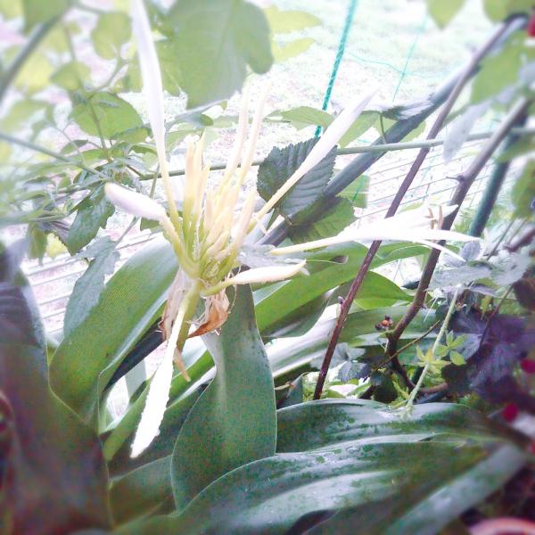 ハマユウの花のつぼみ