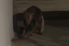 ミステリアスな動物を女性が目撃、撮影された動画が話題に