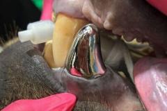 史上初！クマの折れた犬歯に、金属性の歯冠を装着 アメリカ