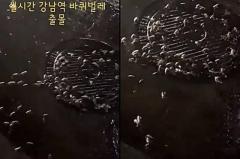 「大きなゴキブリが一斉に群れで…衝撃的」 ソウル江南駅マンホールのホラー動画＝韓国のイメージ画像