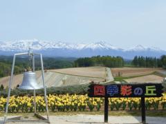 春の美瑛町四季彩の丘
