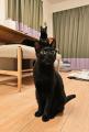 縦に3匹並んだ黒猫ちゃん偶然を捉えた一枚が「芸術点高め」