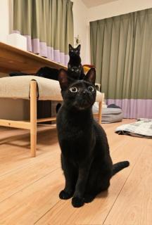 縦に3匹並んだ黒猫ちゃん偶然を捉えた一枚が「芸術点高め」のイメージ画像