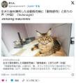 中国人、ネコを自動販売機で売るネット民虐待だとブチギレ