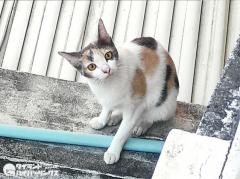 猫のくしゃみで新型コロナ感染、タイ南部の獣医師