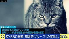 「絶対的な弱者に向けて攻撃する」歪んだ攻撃性と自己顕示欲 世界で広がる“動物虐待”の闇 数千人参加のネコ虐待グループが残酷な動画を公開のイメージ画像