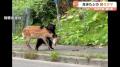 生きたシカを襲うクマ  国道上でドライバーの目の前で首の辺りに激しく噛みつき 体長１メートルほど、近く子グマもいたという情報 北海道羅臼町