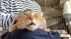 頭皮マッサージが大好きな猫気持ち良すぎてとろけてしまうのイメージ画像