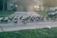 住宅街を野生の雁が行進、数の多さに目撃者もびっくり【動画】のイメージ画像