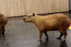 ブラジルの州議会にカピバラが出現、内部をのんびりと散歩【動画】のイメージ画像