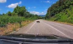 【軽乗用車と熊が衝突…車両にへこみ】路上での熊の目撃相次ぐ…ドライブ中の遭遇に注意を「クラクションをならすのはやめた方が良いです」福島県のイメージ画像