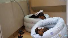 お風呂愛が止まらない！子犬と一緒に至福の入浴タイム