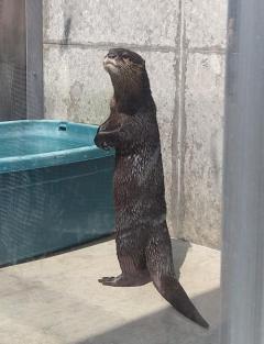 乱獲や密輸で絶滅危機！ 5月最終水曜日『世界カワウソの日』に動物園・水族館がTwitterなどで啓発アピール